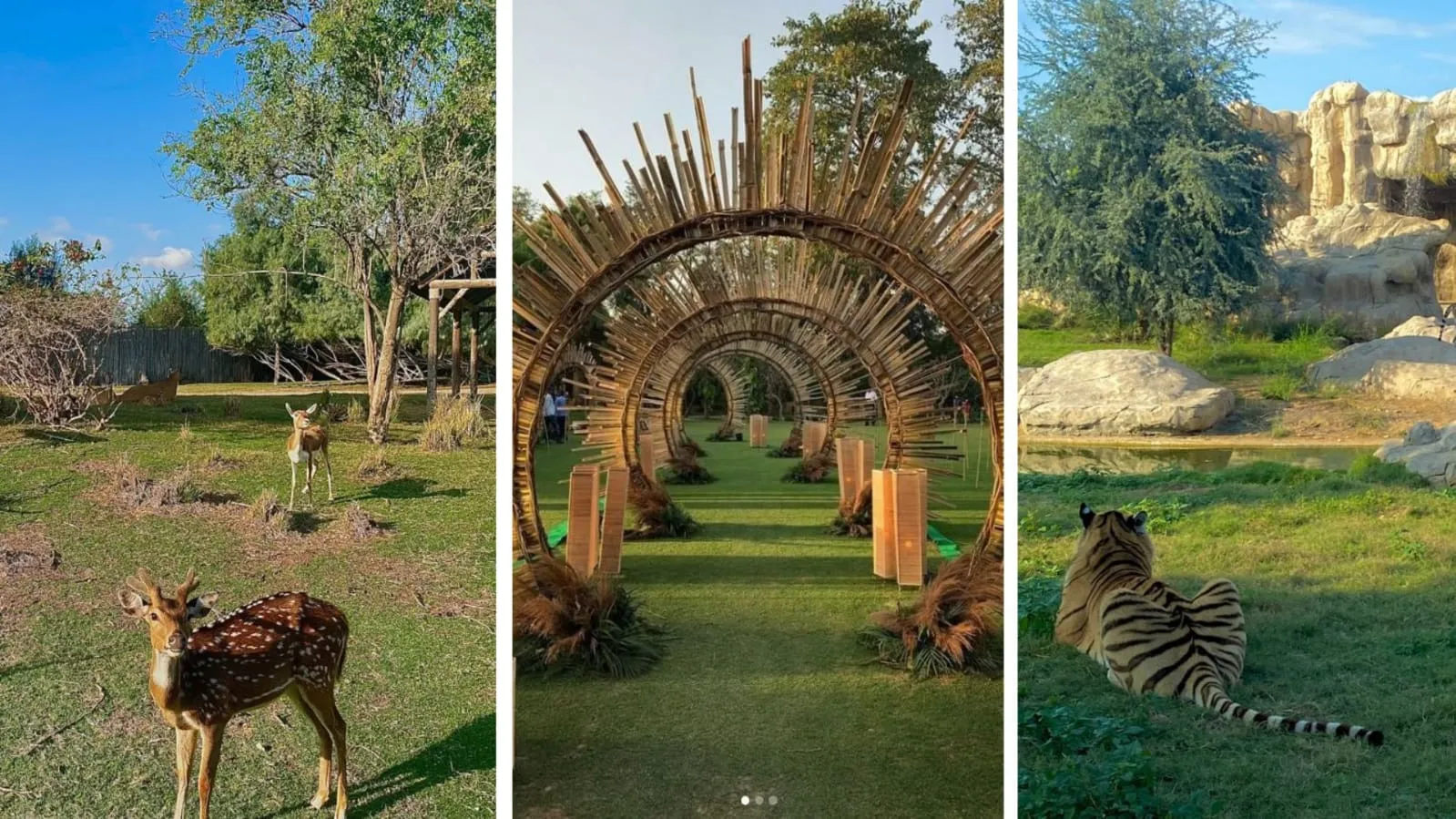 Dubai Safari Park Tickets and Tour